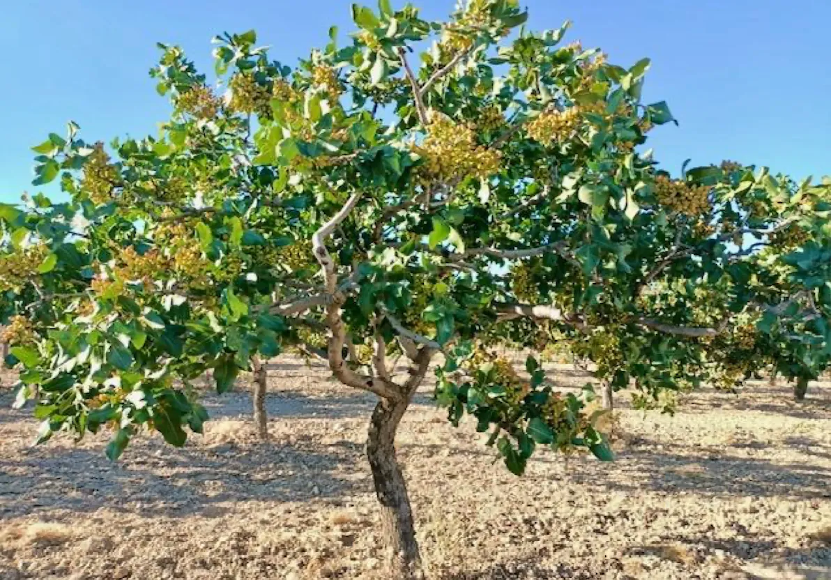 Pistazienplantage mit einem ausgewachsenen Pistazienbaum
