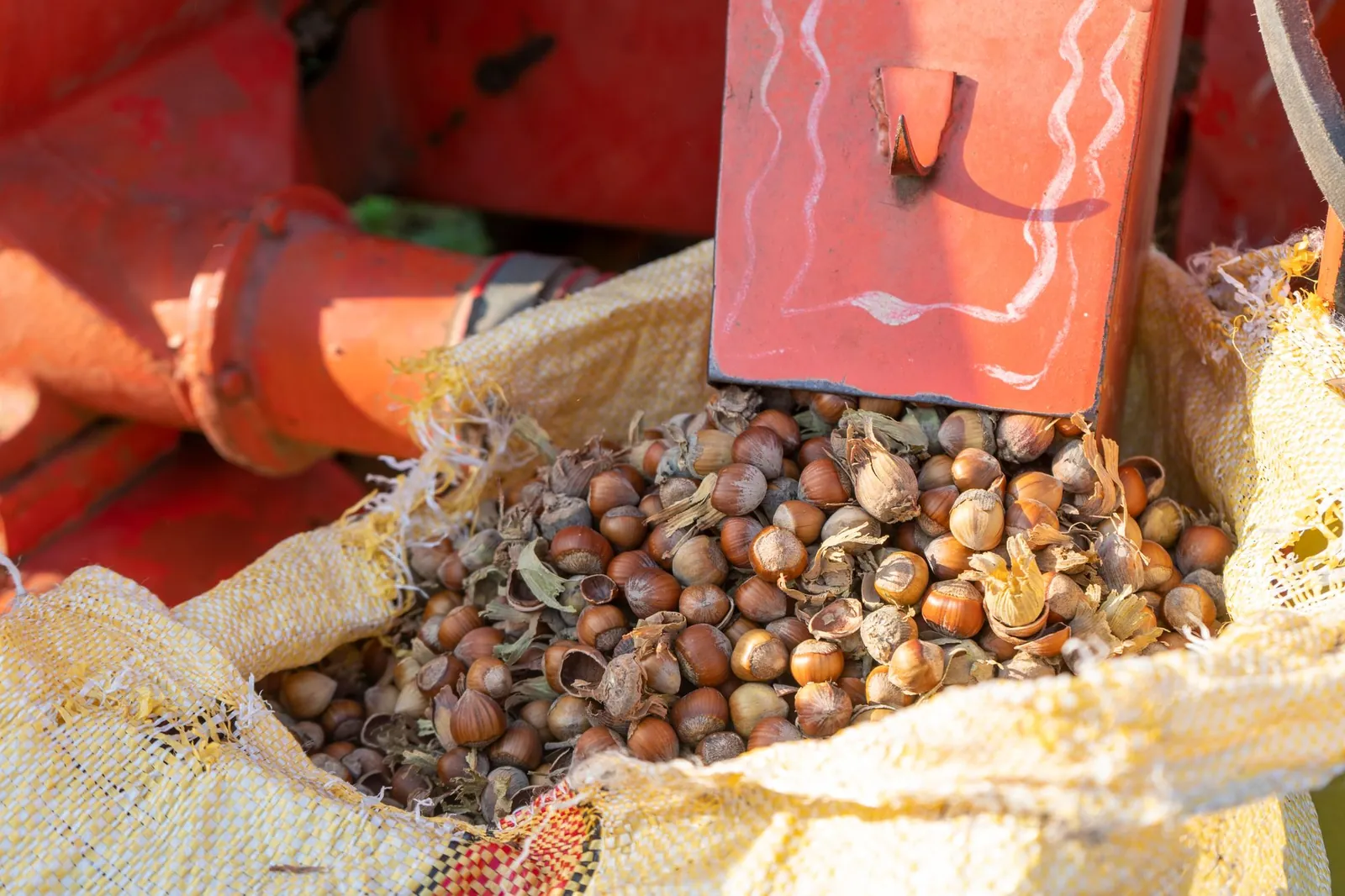 Freshly harvested hazelnuts pouring into a sack at a farm in Türkiye